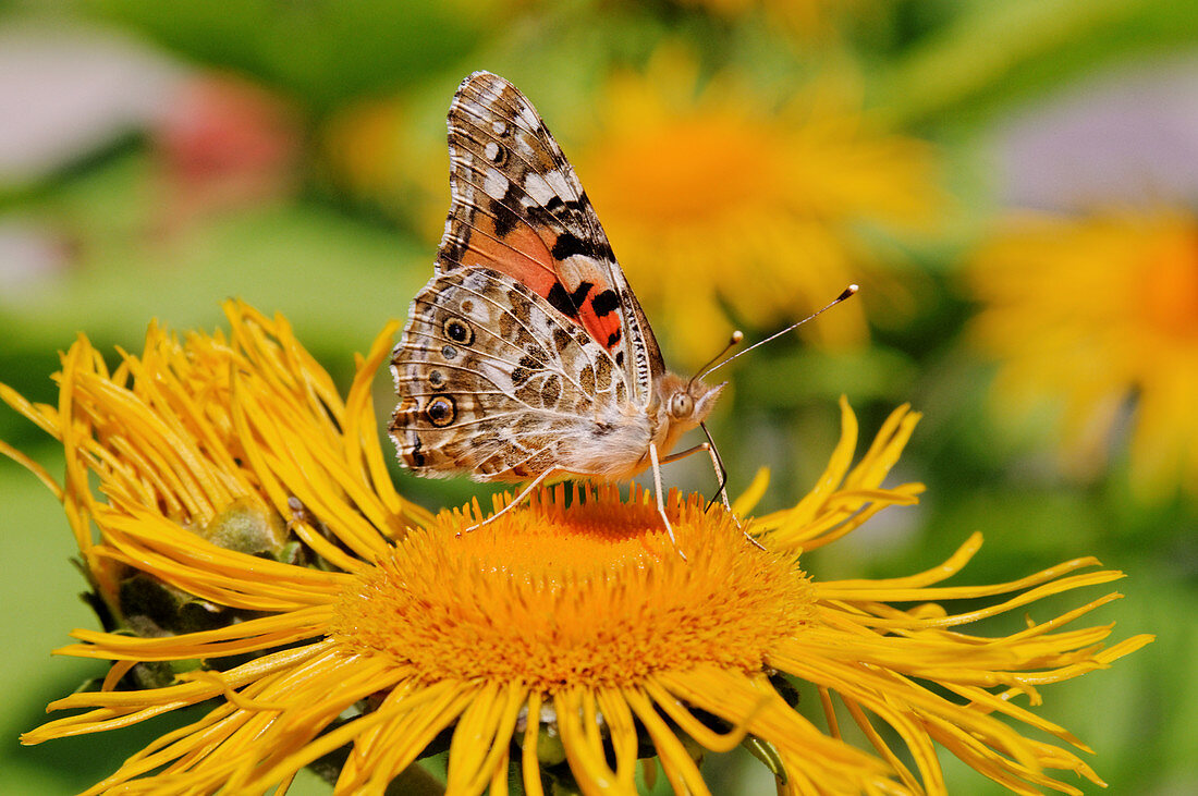 Painted Lady on blossom of Alant