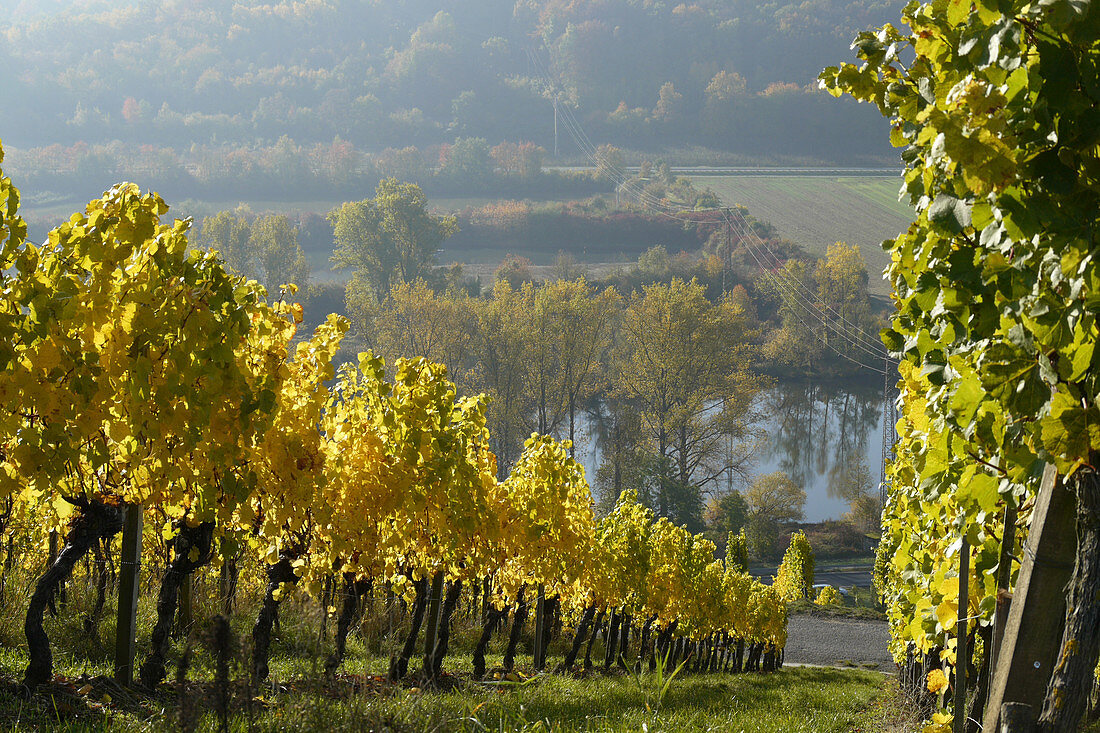 Vineyard Ready for Harvest