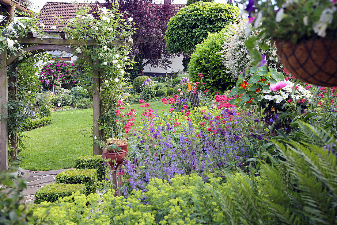 Rose Snow White at the rose arch, bed with catnip, lady's mantle and spur flowers