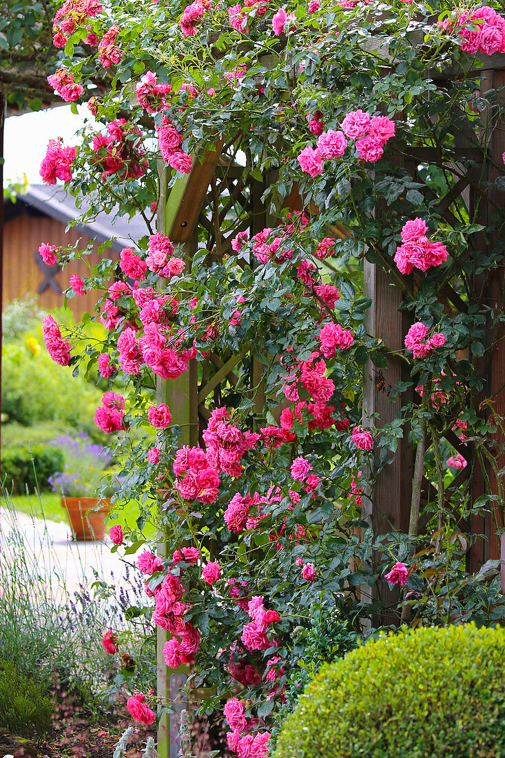 Climbing Rose 'Rosarium Uetersen'