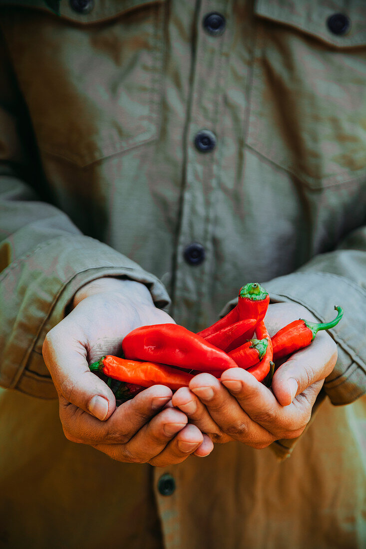 Gardener harvesting ripe chili peppers