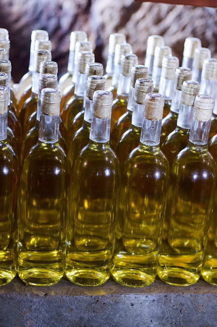 Bottles of white wine in the wine cellar
