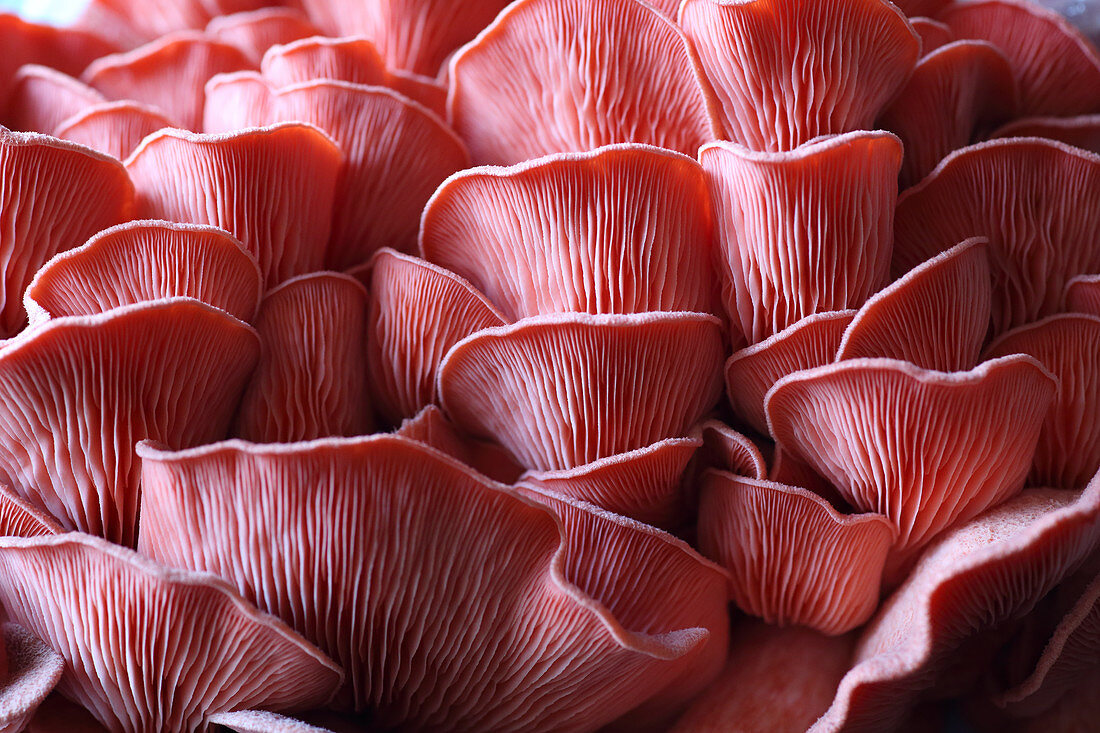 Pink oyster mushrooms (full frame)