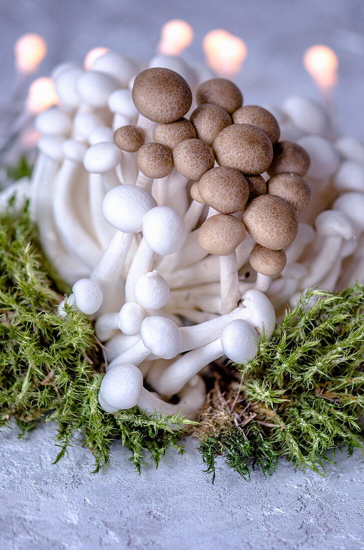 Brown and white enoki mushrooms and green moss and garland on a concrete surface