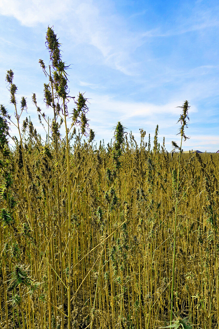 Hemp field