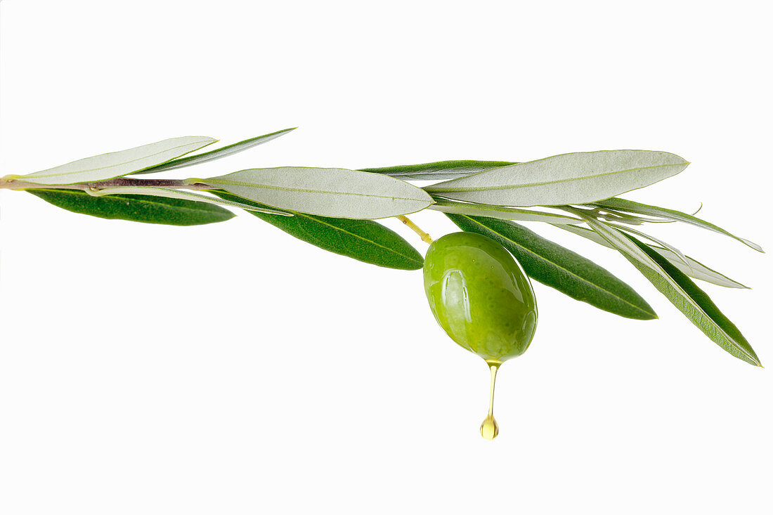 Olivenöl tropft von Olive am Zweig