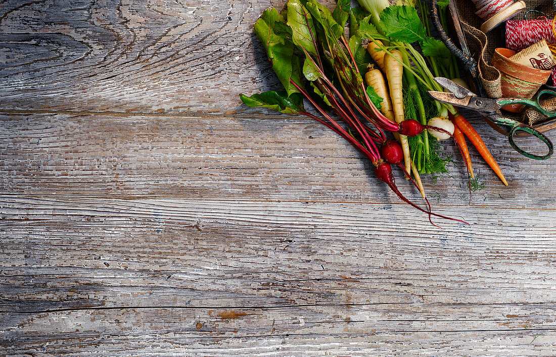 Fresh root vegetables with scissors