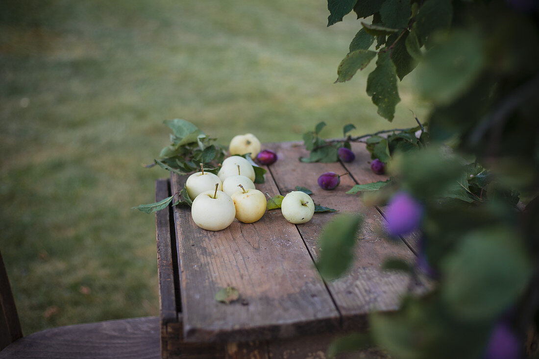 Apples and damsons on a wooden table in a garden