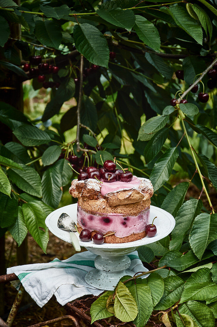 Cherry Meringue Pie under a cherry tree