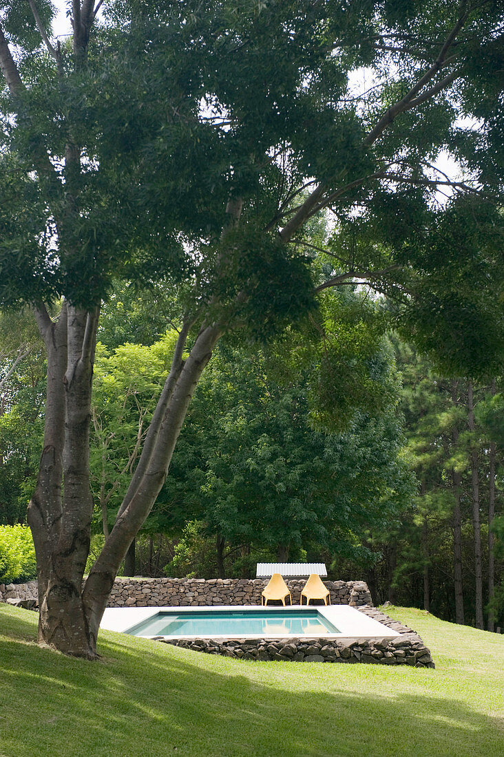 Old tree and pool in well-tended garden