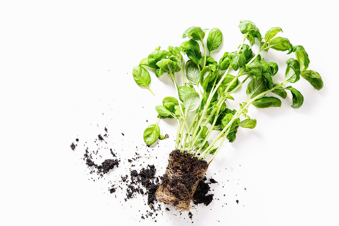 Basil plant with ground isolated