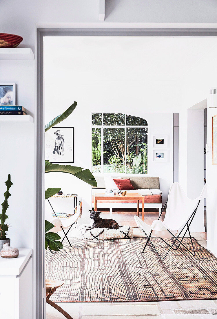 Glance into the living room with classic chair, coffee table and sofa, dog on floor cushion