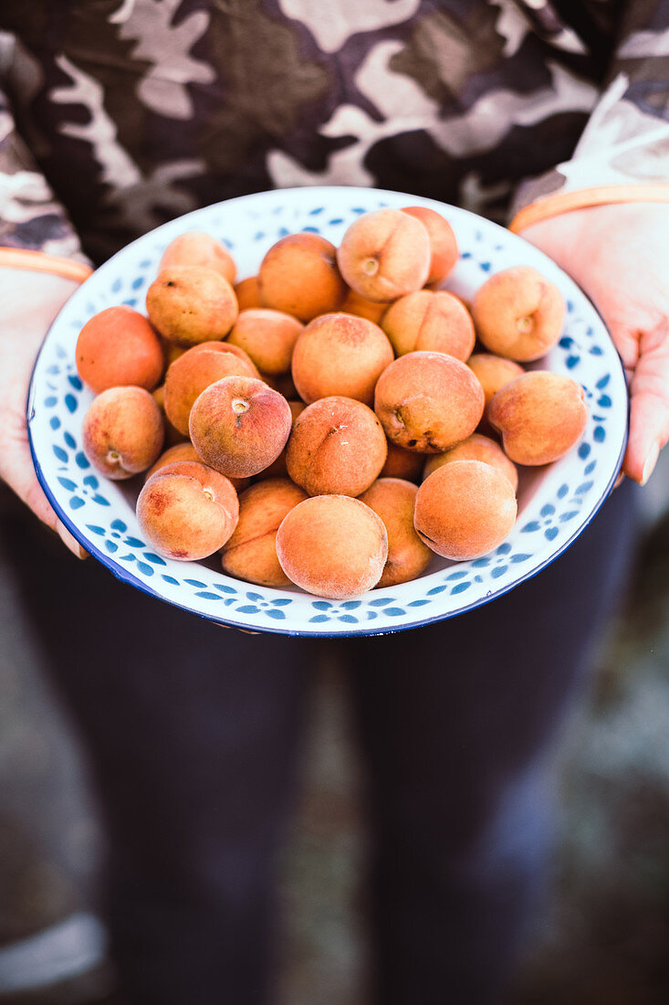 Small peaches in a bowl