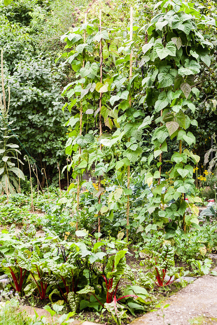 Swiss chard and runner beans in vegetable patch