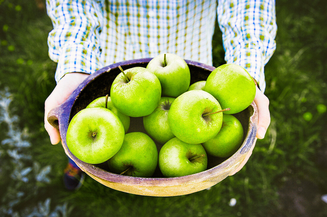 Farmers hands with freshly harvested green apples