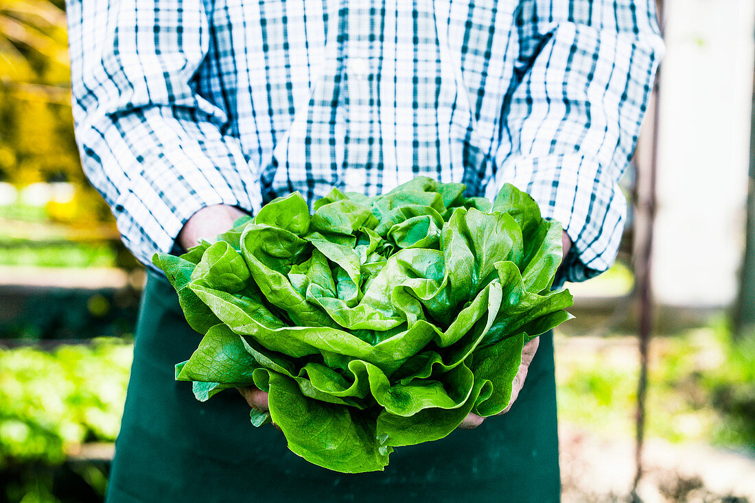 Farmers hands with freshly harvested lettuce