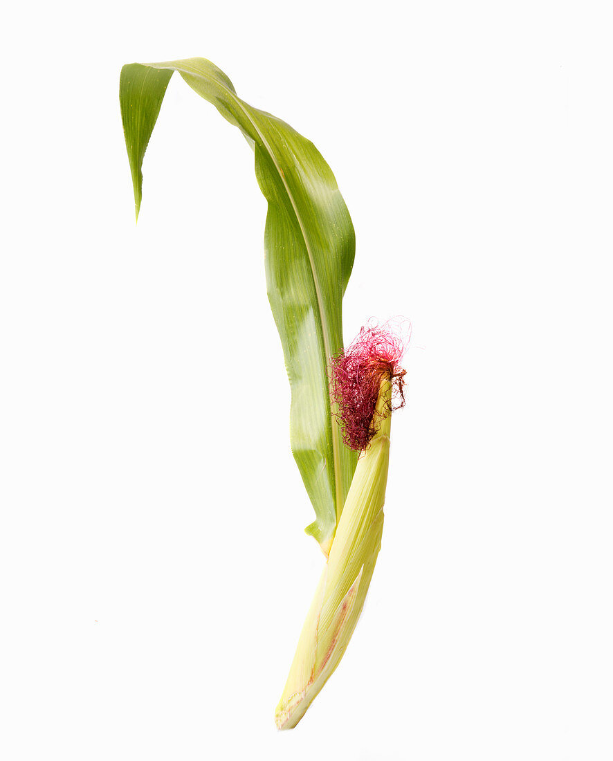 A corn cob in a husk with a leaf