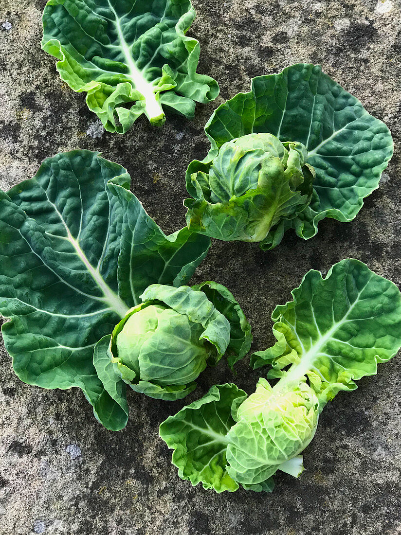 Rosenkohl auf Steinuntergrund