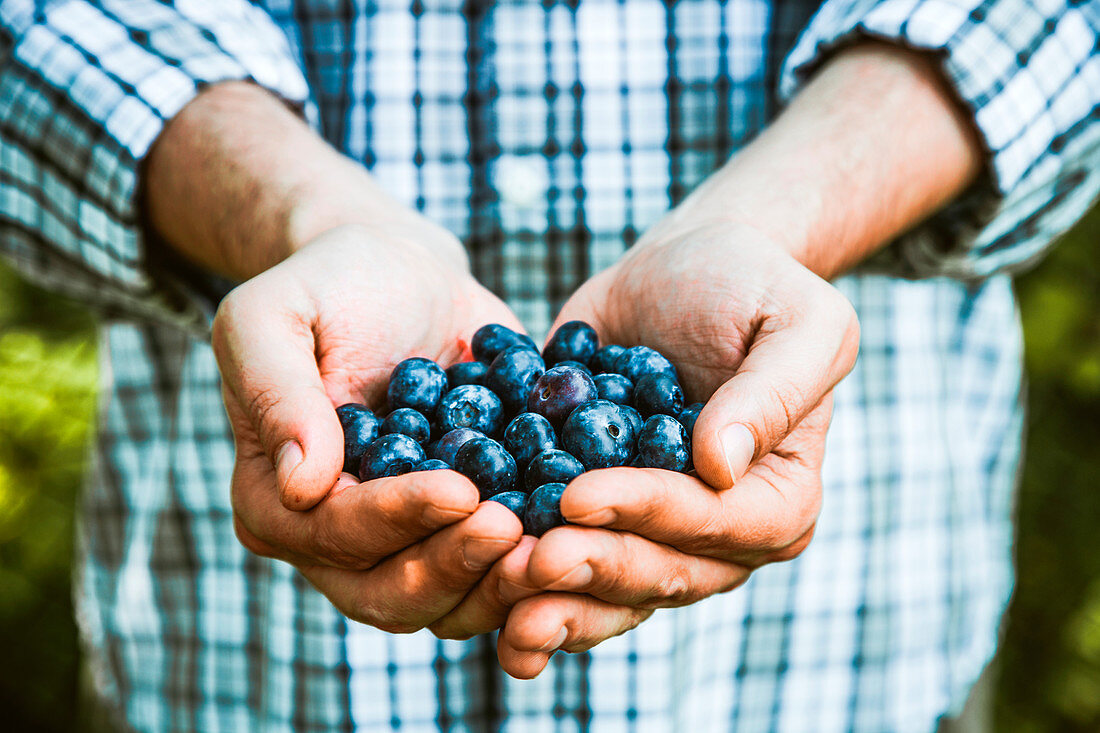 Farmers hands with freshly harvested blueberries