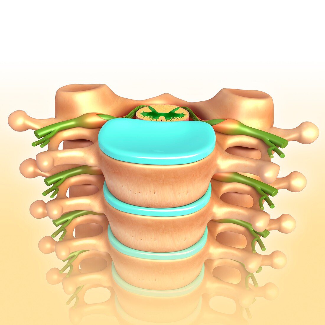 Lumbar vertebrae, illustration