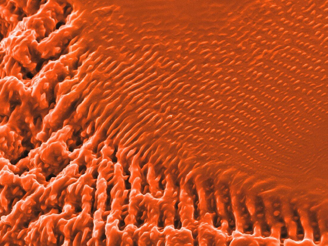 Nanostructures semiconductor waterfall, SEM