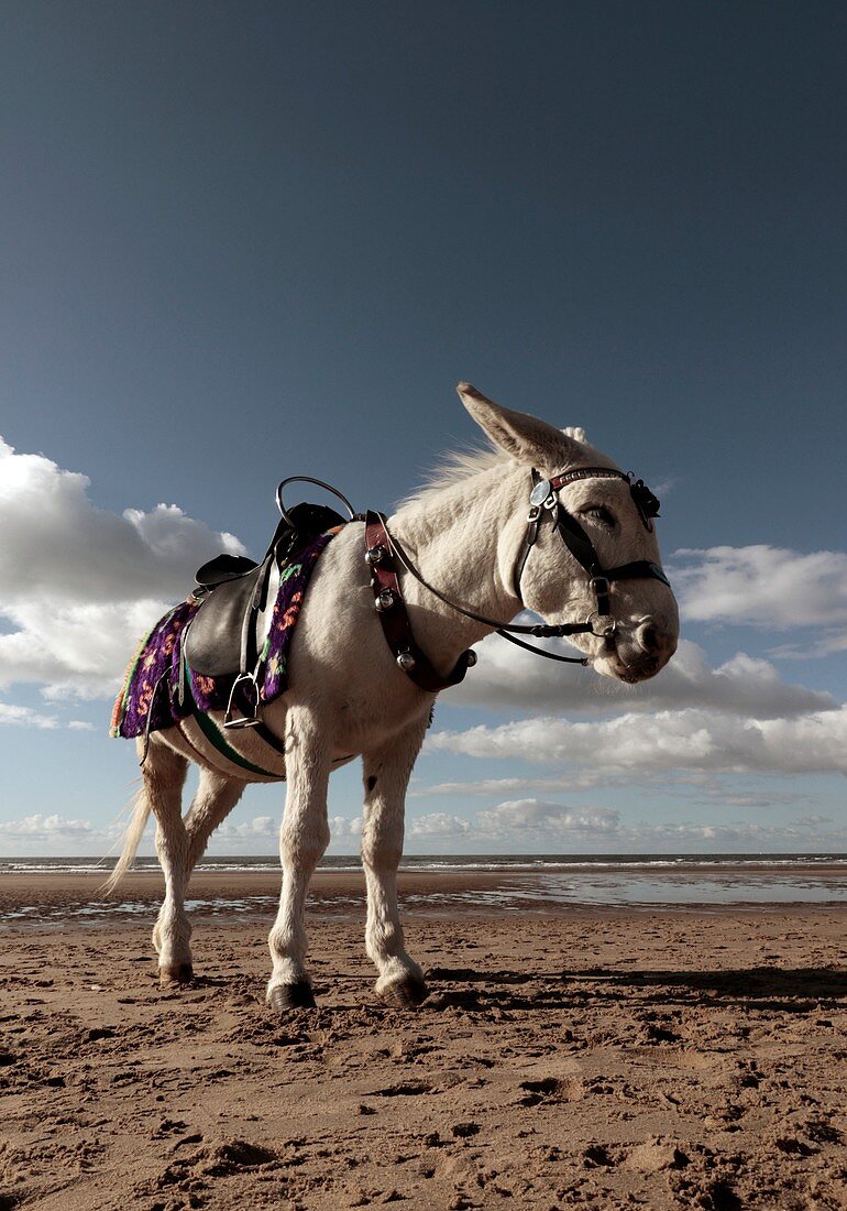Donkey on beach