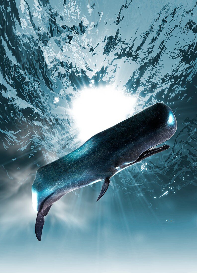 Marine creature underwater, illustration
