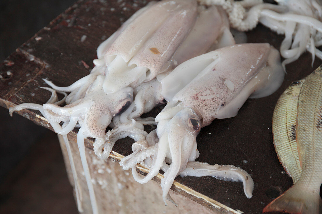 Squid in market