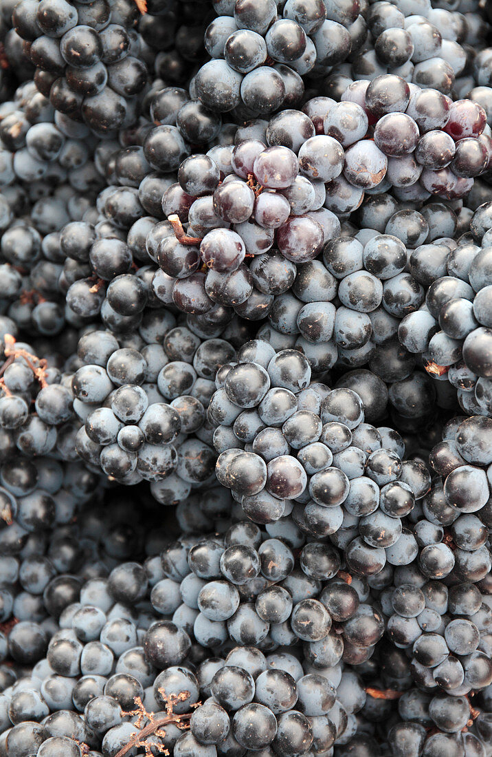 Red grapes in market