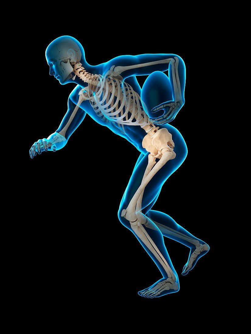 Skeletal structure of rugby player, illustration