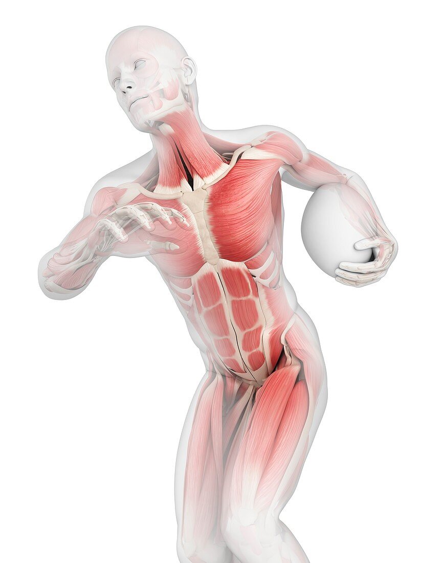 Muscular structure of rugby player, illustration