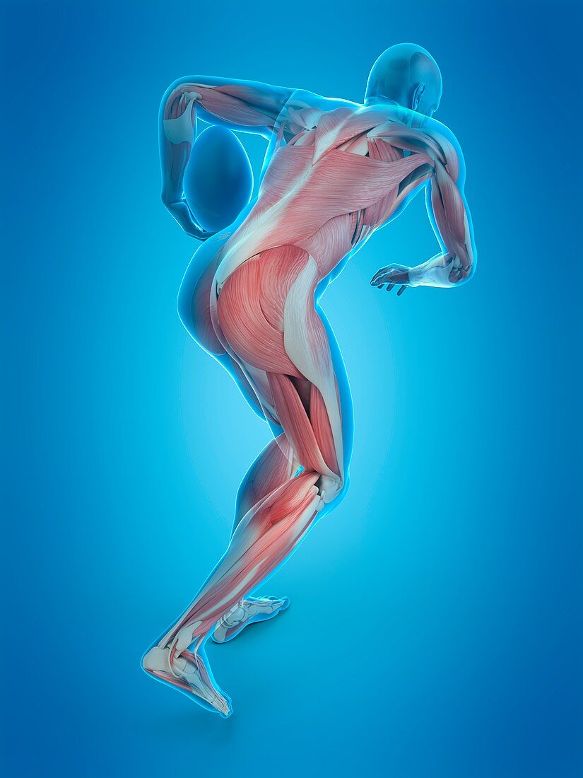 Muscular structure of rugby player, illustration