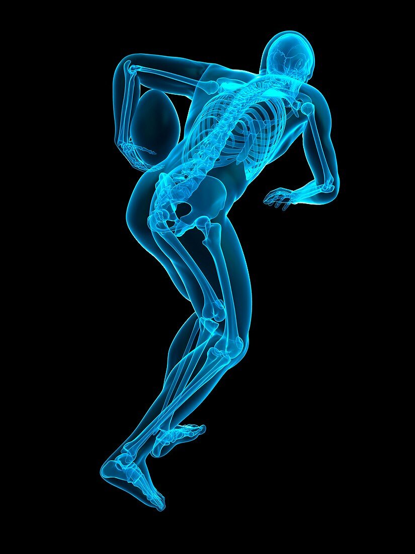 Skeletal structure of rugby player, illustration