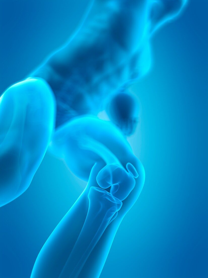 Human knee anatomy, illustration