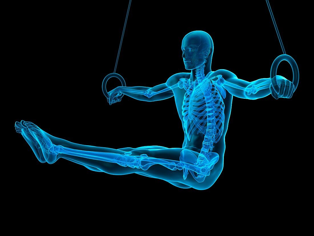 Skeletal structure of athlete, illustration