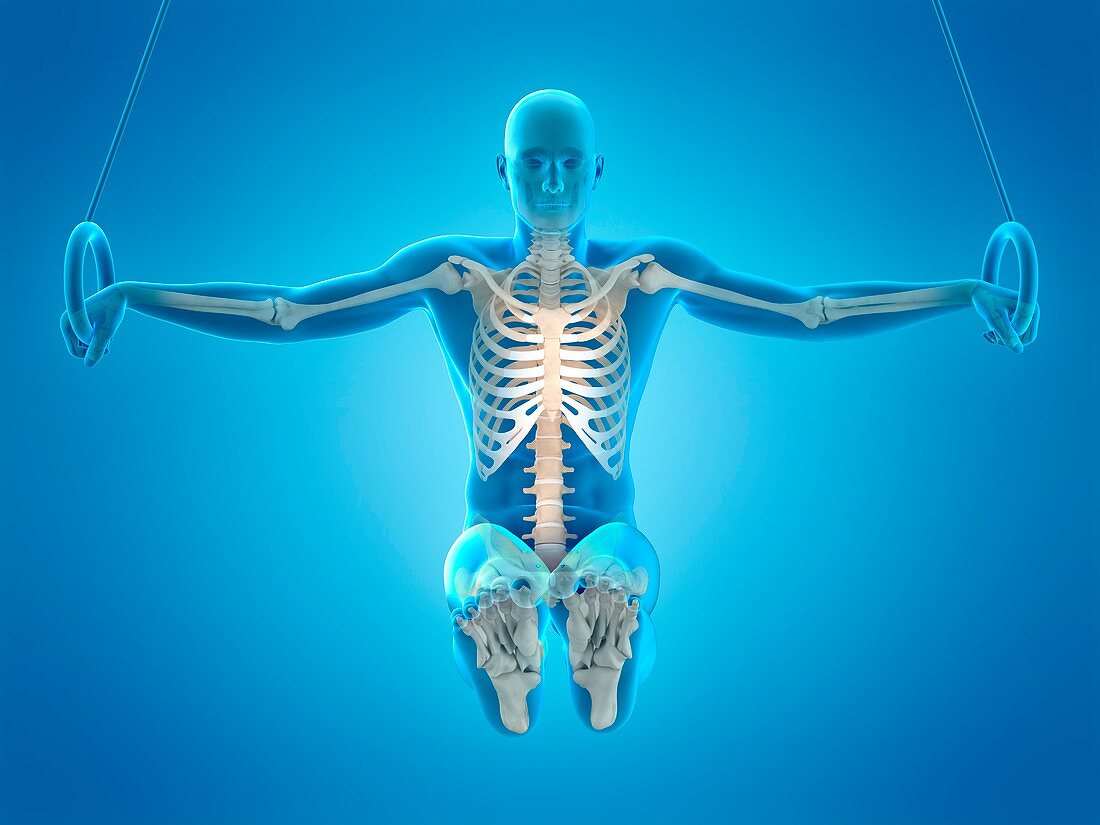 Skeletal structure of athlete, illustration