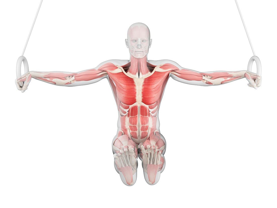 Muscular structure of athlete, illustration
