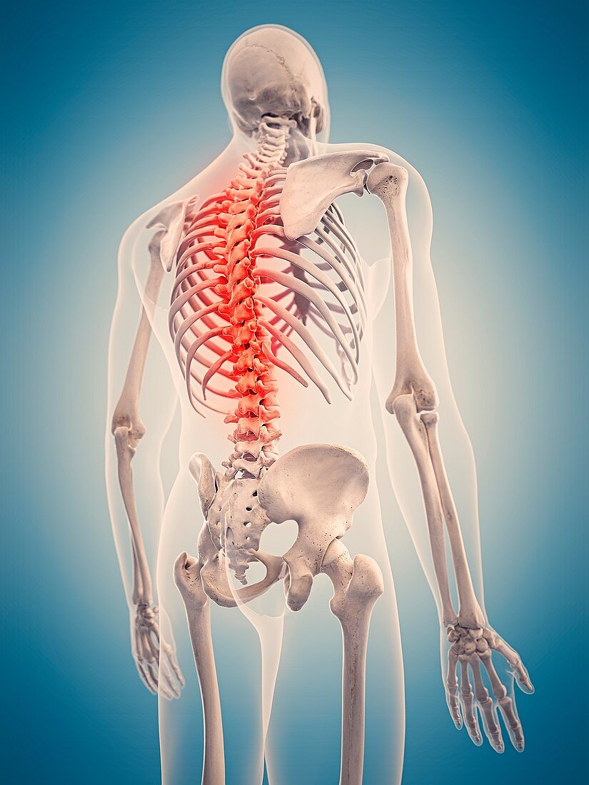 Human skeletal structure, illustration