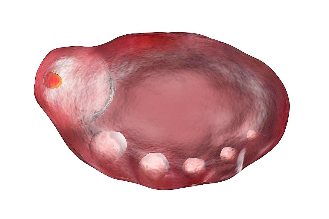Ovarian cycle, illustration
