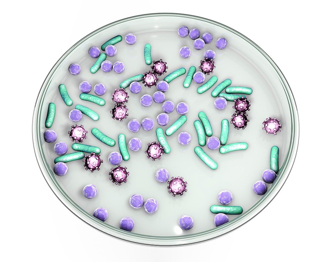 Petri dish with microbes, illustration