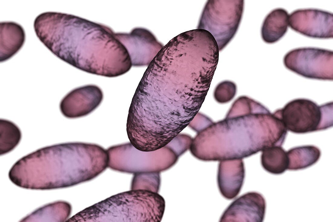 Plague bacteria (Yersinia pestis), illustration