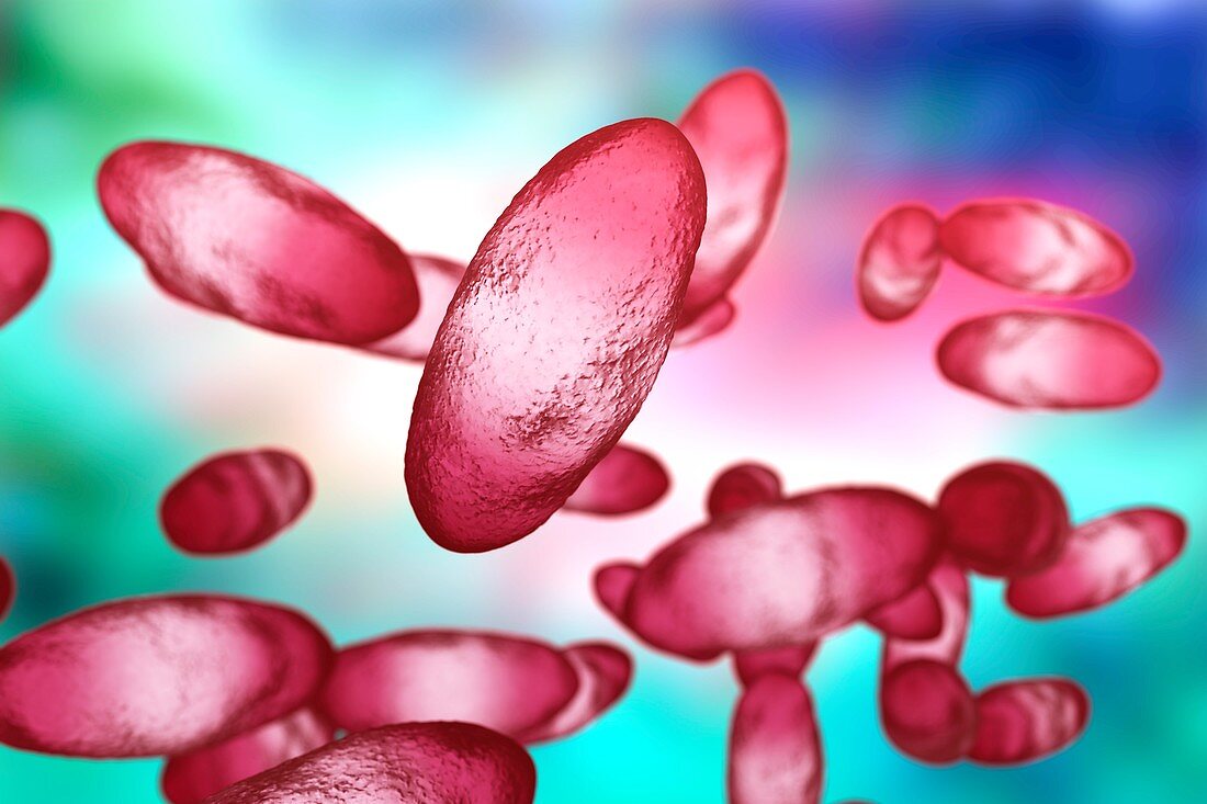 Plague bacteria (Yersinia pestis), illustration