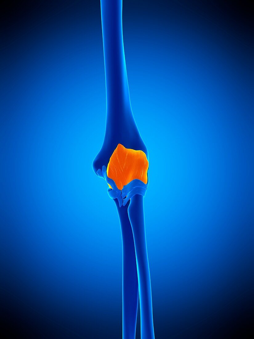Elbow joint capsule, illustration
