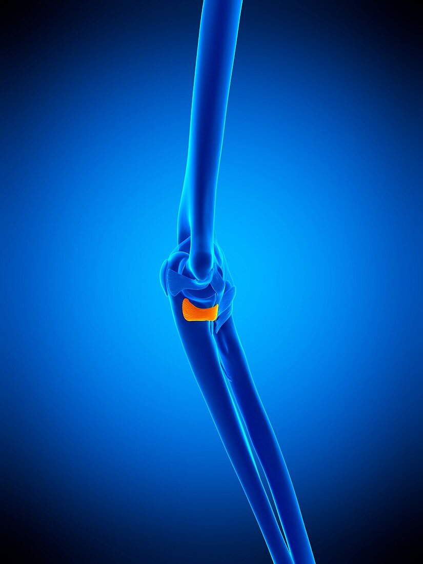 Elbow ligament, illustration