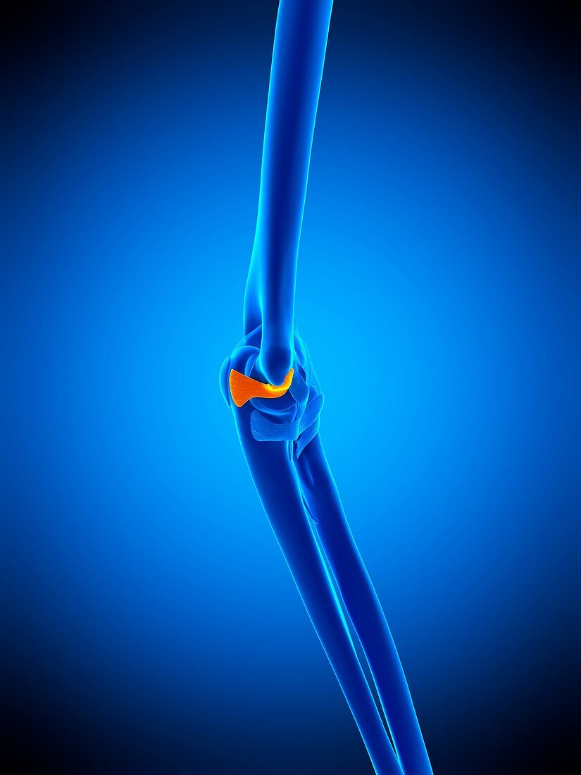 Elbow ligament, illustration