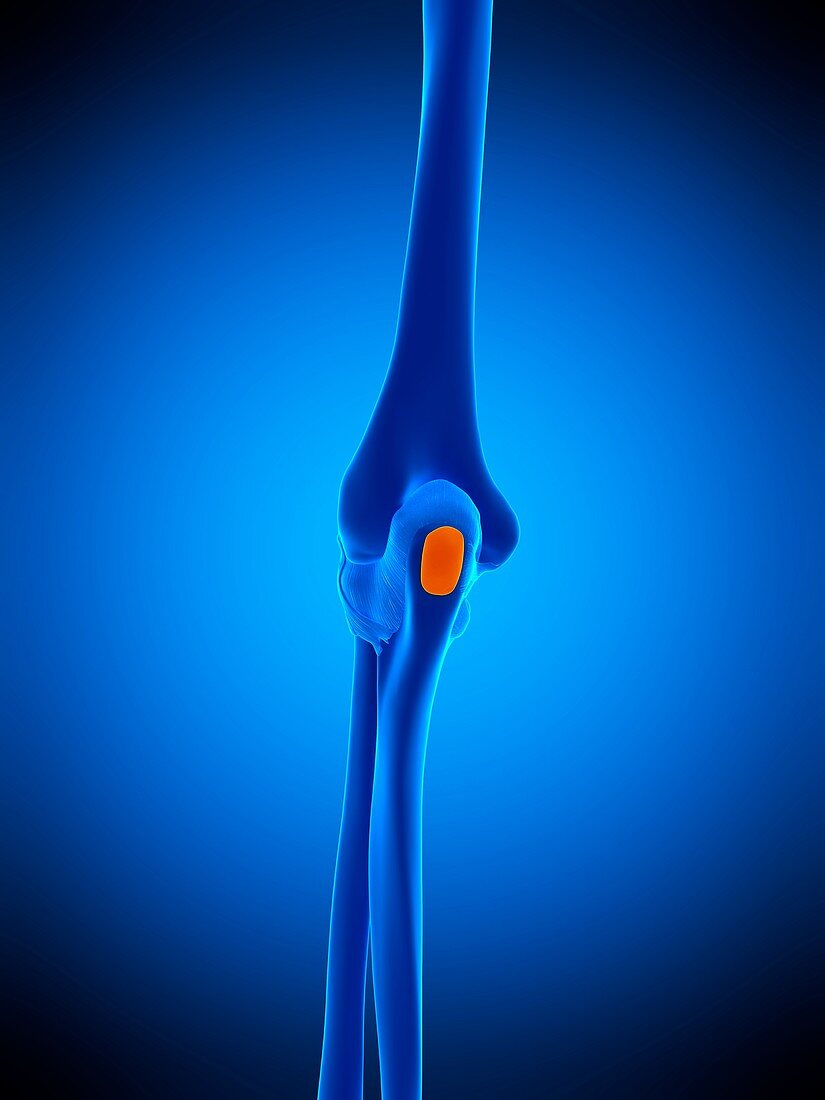 Elbow bursa, illustration