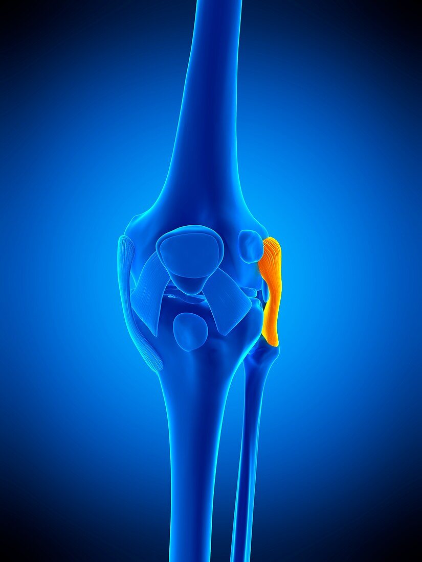Knee ligament, illustration
