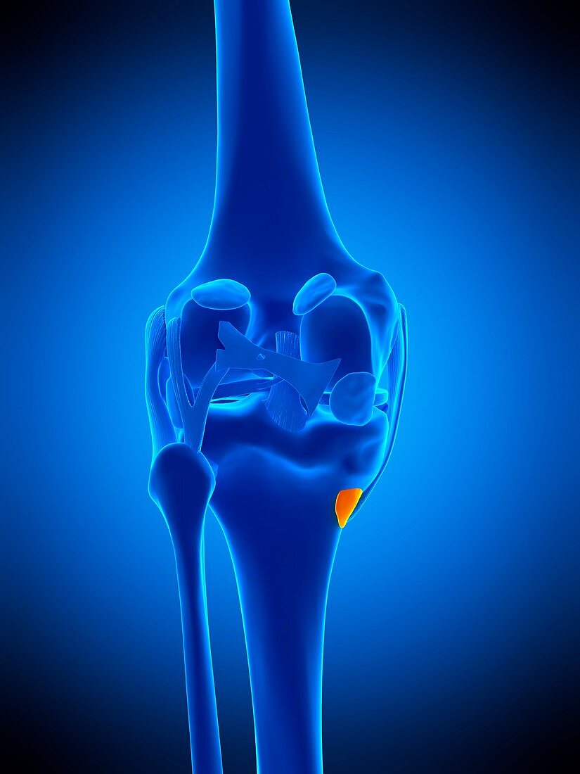 Knee bursa, illustration