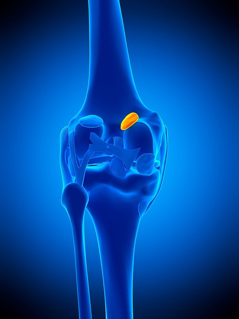 Knee bursa, illustration