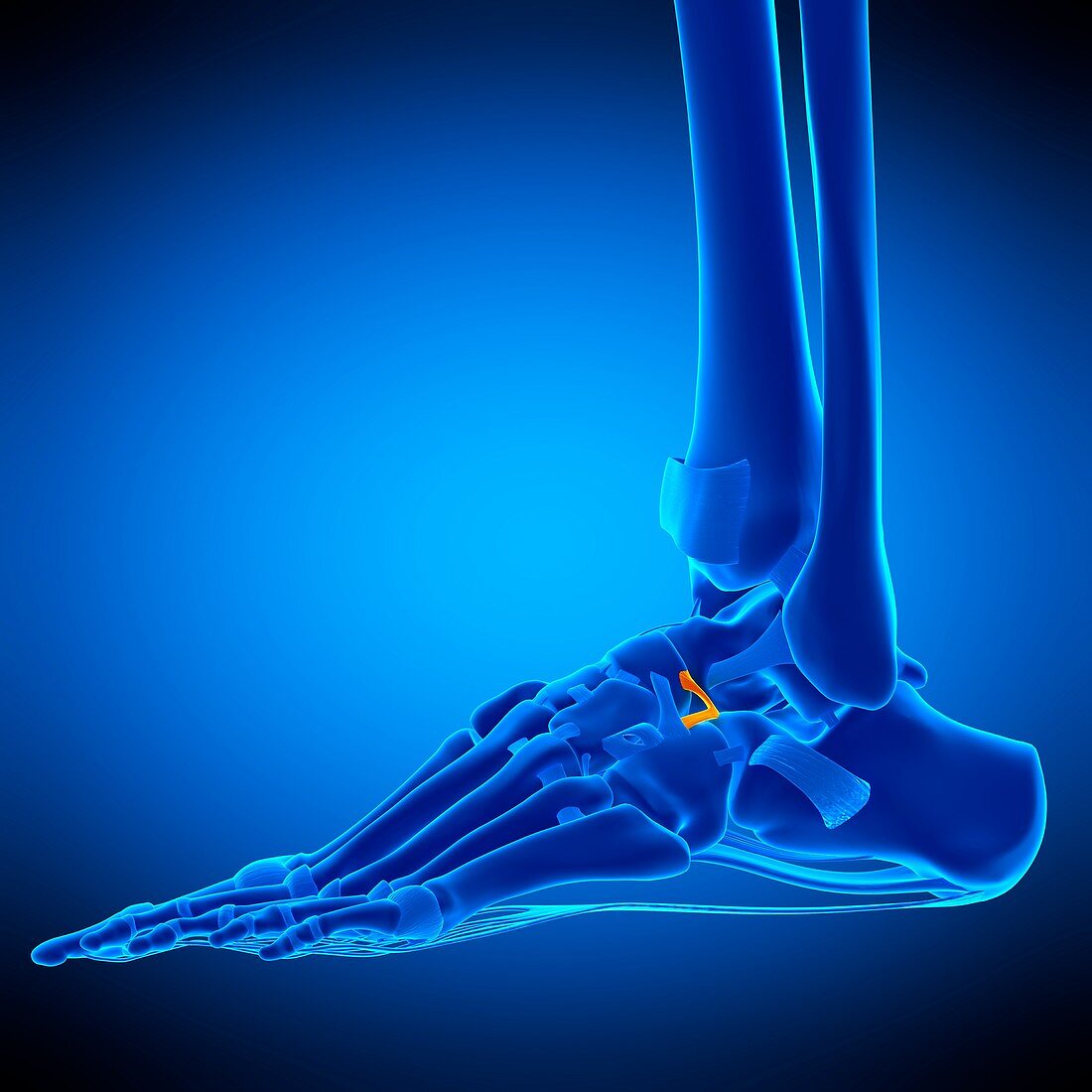Ankle ligament, illustration